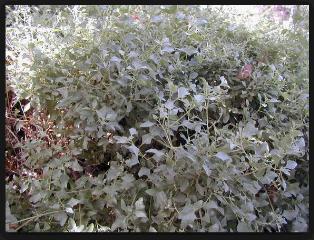 Img. Atriplex_2.jpg